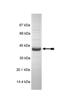 Eurofins DiscoverX NEK6 Protein, Active 10 &mu;g | Buy Online | Eurofins DiscoverX | Fisher Scientific
